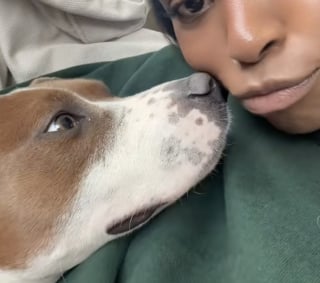 Illustration de l'article : Le regard aimant et tendre de cette chienne envers sa mère d’accueil en dit long sur son soulagement (vidéo)