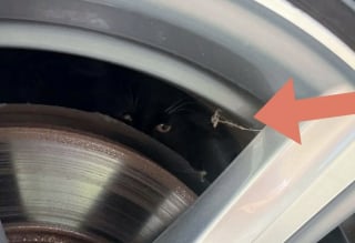 Illustration de l'article : Coincée dans une roue, cette chatonne surprend tout le monde par son énergie débordante après son sauvetage