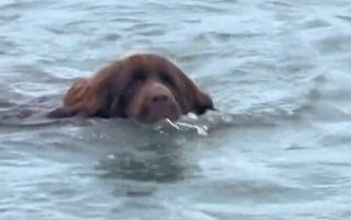 Illustration de l'article : Très impliqué dans son rôle de chien de sauvetage, ce Terre Neuve tente de sauver son maître qui est juste en train de se baigner (vidéo)