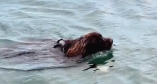Illustration de l'article : Très impliqué dans son rôle de chien de sauvetage, ce Terre Neuve tente de sauver son maître qui est juste en train de se baigner (vidéo)