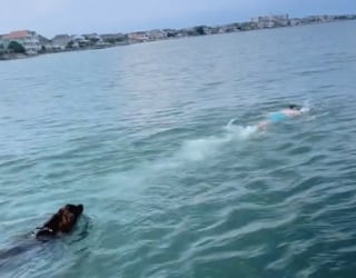 Illustration de l'article : Très impliqué dans son rôle de chien de sauvetage, ce Terre Neuve tente de sauver son maître qui est juste en train de se baigner (vidéo)