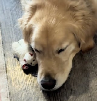 Illustration de l'article : Inquiet pour sa maîtresse souffrant d’une maladie rare, un chien d'assistance trouve une technique originale pour la réveiller au milieu de la nuit et lui sauve la vie (vidéo)