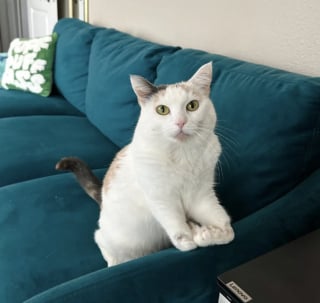 Illustration de l'article : Grâce à ses 2 pattes avant repliées, cette petite chatte handicapée a inventé sa propre façon de se déplacer (vidéo)