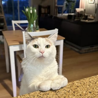 Illustration de l'article : Grâce à ses 2 pattes avant repliées, cette petite chatte handicapée a inventé sa propre façon de se déplacer (vidéo)