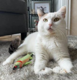 Illustration de l'article : Grâce à ses 2 pattes avant repliées, cette petite chatte handicapée a inventé sa propre façon de se déplacer (vidéo)