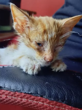 Illustration de l'article : Un « homme à chiens » sauve un chaton agonisant sur la route et ne voit désormais plus la vie sans lui