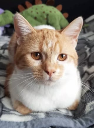 Illustration de l'article : Un « homme à chiens » sauve un chaton agonisant sur la route et ne voit désormais plus la vie sans lui