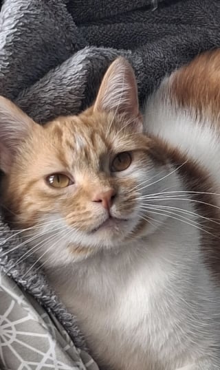 Illustration de l'article : Un « homme à chiens » sauve un chaton agonisant sur la route et ne voit désormais plus la vie sans lui