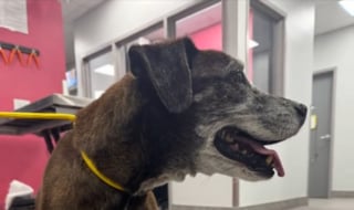 Illustration de l'article : Ce chien de 15 ans atteint d’un cancer allait être abandonné en refuge, mais une femme au grand coeur en a décidé autrement (vidéo)