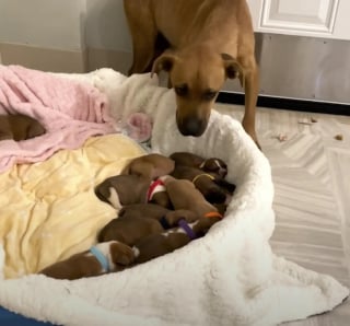 Illustration de l'article : Maman de 14 chiots, cette chienne errante surmonte sa peur des humains pour leur offrir un avenir