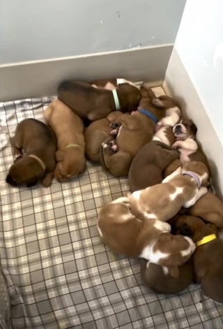Illustration de l'article : Maman de 14 chiots, cette chienne errante surmonte sa peur des humains pour leur offrir un avenir