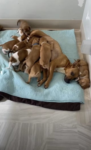 Illustration de l'article : Maman de 14 chiots, cette chienne errante surmonte sa peur des humains pour leur offrir un avenir