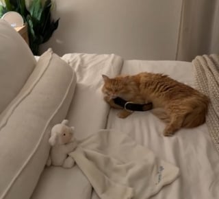 Illustration de l'article : Le rituel quotidien poignant d'un chat endeuillé qui étreint tous les soirs le collier de son ami chien disparu (vidéo)