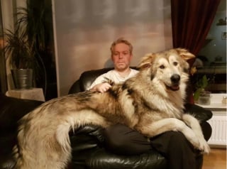 Illustration de l'article : 17 photos de chiens qui n’ont aucune conscience de leur grand gabarit