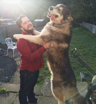 Illustration de l'article : 17 photos de chiens qui n’ont aucune conscience de leur grand gabarit