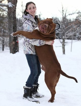 Illustration de l'article : 17 photos de chiens qui n’ont aucune conscience de leur grand gabarit