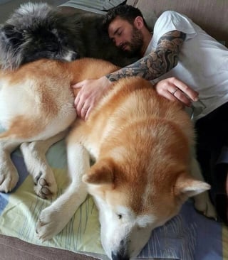 Illustration de l'article : 17 photos de chiens qui n’ont aucune conscience de leur grand gabarit
