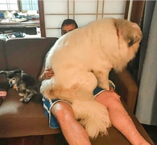 Illustration de l'article : 17 photos de chiens qui n’ont aucune conscience de leur grand gabarit