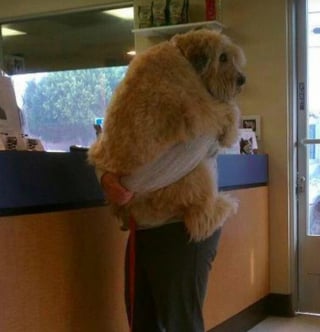 Illustration de l'article : 17 photos de chiens qui n’ont aucune conscience de leur grand gabarit