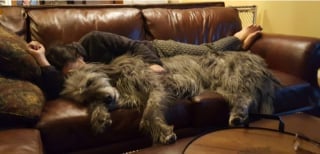 Illustration de l'article : 17 photos de chiens qui n’ont aucune conscience de leur grand gabarit