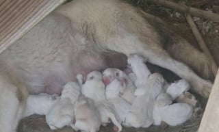 Illustration de l'article : Près d’un ruisseau, elle lutte pour élever ses 12 chiots avant de croiser la bonne personne