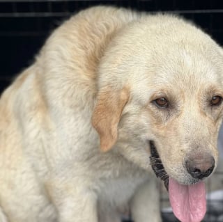 Illustration de l'article : Près d’un ruisseau, elle lutte pour élever ses 12 chiots avant de croiser la bonne personne