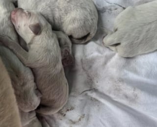 Illustration de l'article : Près d’un ruisseau, elle lutte pour élever ses 12 chiots avant de croiser la bonne personne