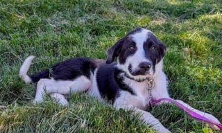 Illustration de l'article : Un chiot ayant fugué après un accident de la route réapparaît le lendemain matin grâce à un vêtement appartenant à sa maîtresse