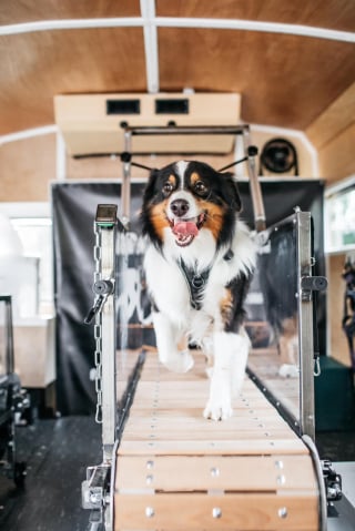 Illustration de l'article : Elle transforme une camionnette en salle de sport pour chiens et leur redonne le goût de bouger