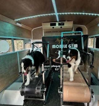 Illustration de l'article : Elle transforme une camionnette en salle de sport pour chiens et leur redonne le goût de bouger