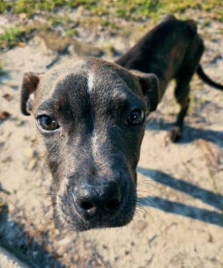Illustration de l'article : Abandonné au milieu des bois, un chiot émacié croise la route d'un homme au grand cœur et devient pour lui une source d'inspiration (vidéo)