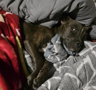 Illustration de l'article : Abandonné au milieu des bois, un chiot émacié croise la route d'un homme au grand cœur et devient pour lui une source d'inspiration (vidéo)