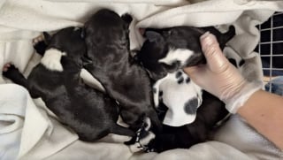 Illustration de l'article : Abandonnés dans une boîte à chaussures au cœur d'un cimetière, ces chiots nouveau-nés survivent à la chaleur et espèrent trouver le véritable amour