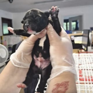 Illustration de l'article : Abandonnés dans une boîte à chaussures au cœur d'un cimetière, ces chiots nouveau-nés survivent à la chaleur et espèrent trouver le véritable amour