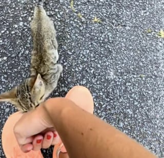 Illustration de l'article : Sauvé au détour d’un jogging, ce petit chaton tigré bouleverse les certitudes d’une famille qui découvre qu'elle avait besoin d'être complétée par un chat (vidéo)