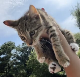 Illustration de l'article : Sauvé au détour d’un jogging, ce petit chaton tigré bouleverse les certitudes d’une famille qui découvre qu'elle avait besoin d'être complétée par un chat (vidéo)