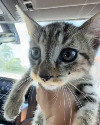 Illustration de l'article : Sauvé au détour d’un jogging, ce petit chaton tigré bouleverse les certitudes d’une famille qui découvre qu'elle avait besoin d'être complétée par un chat (vidéo)