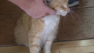 Illustration de l'article : Un gardien de chats se penche pour caresser un félin et réalise que celui-ci est recherché depuis 7 mois