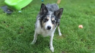 Illustration de l'article : Une chienne agit en héroïne en réveillant sa maîtresse à temps pour lui sauver la vie lors d’un incendie