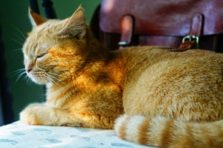 Illustration de l'article : La récompense exorbitante d’un octogénaire offerte à la personne qui prendra soin de son chat après son décès 