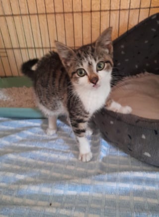 Illustration de l'article : Cette chatte de 10 semaines survit à un trajet de 30 km alors qu'elle était cachée sous un camion-remorque