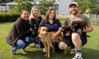 Illustration de l'article : Une association choisit non pas un, mais tous les chiots d'une portée née dans l'errance pour en faire des chiens d'assistance