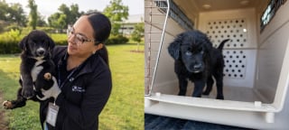 Illustration de l'article : Une association choisit non pas un, mais tous les chiots d'une portée née dans l'errance pour en faire des chiens d'assistance