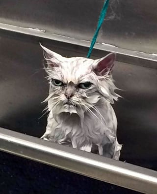 Illustration de l'article : 16 photos de chats et chiens qui affichent leurs plus belles grimaces pour illuminer notre quotidien