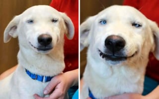 Illustration de l'article : 16 photos de chats et chiens qui affichent leurs plus belles grimaces pour illuminer notre quotidien