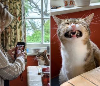 Illustration de l'article : 16 photos de chats et chiens qui affichent leurs plus belles grimaces pour illuminer notre quotidien
