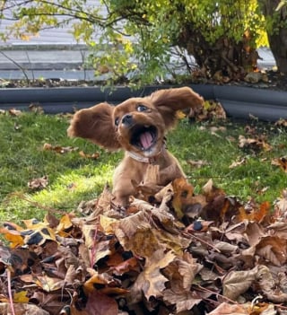 Illustration de l'article : 16 photos de chats et chiens qui affichent leurs plus belles grimaces pour illuminer notre quotidien