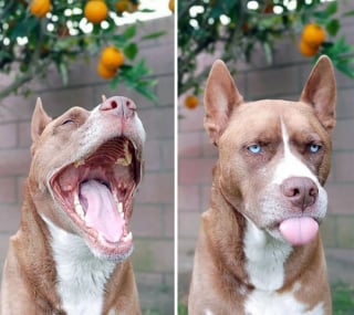 Illustration de l'article : 16 photos de chats et chiens qui affichent leurs plus belles grimaces pour illuminer notre quotidien