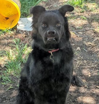 Illustration de l'article : 16 photos de chats et chiens qui affichent leurs plus belles grimaces pour illuminer notre quotidien