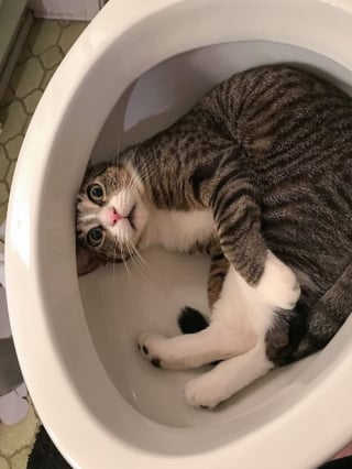 Illustration de l'article : 16 photos de chats et chiens qui affichent leurs plus belles grimaces pour illuminer notre quotidien